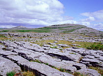 Limestone pavement area near Turlough, Lough Gealain, Burren National Park, County Clare, Republic of Ireland, May 2005