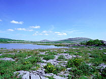 Limestone pavement area near Turlough, Lough Gealain, Burren National Park, County Clare, Republic of Ireland, May 2005