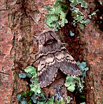 Lunar marbled brown moth (Drymonia ruficornis)  Rostrevor Oakwood NNR, County Down, Northern Ireland, UK, April