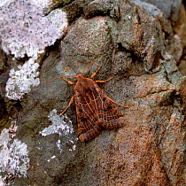 Lunar underwing moth (Omphaloscelis lunosa) resting on rock, Ballykinler Dunes, County Down, Northern Ireland, UK, September