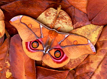 Madagascan bulleye / Suraka silk moth (Antherina suraka) Madagascar