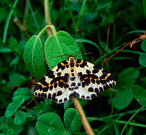 Magpie moth (Abraxas grossulariata) Rostrevor Oakwood NNR, County Down, Northern Ireland, UK, August