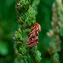 Map-winged swift moth (Pharmacis fusconebulosa) Annagarriff Wood NNR, County Armagh, Northern Ireland, UK, July