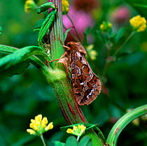 Map-winged swift moth (Pharmacis fusconebulosa) Lackan Bog, County Down, Northern Ireland, UK, June