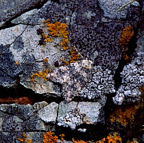 Marbled beauty moth (Cryphia domestica) camouflaged on lichen covered rock, Killard Point NNR, County Down, Northern Ireland, UK, July