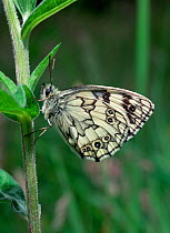 Marbled white butterfly (Melanargia galathea) UK