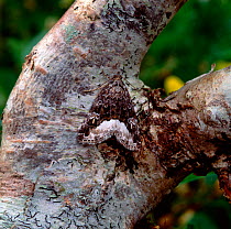 Marbled white spot moth (Protodeltote pygarga) Murlough NNR, County Down, Northern Ireland, UK, June