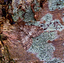 May highflyer moth  (Hydriomena impluviata) camouflaged on tree bark, Moy, County Armagh, Northern Ireland, UK, May