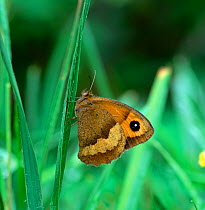 Meadow brown butterfly (Maniola jurtina) wings closed, Upper Lake Glendalough, County Wicklow, Republic of Ireland, August