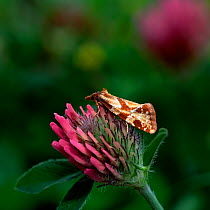 Micro moth (Aethes piercei) resting on clover flower, Ballintempo Bog, County Fermanagh, Northern Ireland, UK, July