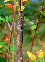 Migrant hawker dragonfly (Aeshna mixta) male at rest, Monks Wood, Cambridge, UK