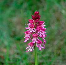 Hybrid orchid cross between Military orchid (Orchis militaris) x Lady orchid (Orchis purpurea) France