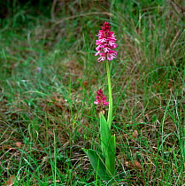 Hybrid orchid cross between Military orchid (Orchis militaris) x Lady orchid (Orchis purpurea) France, May
