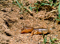 European mole cricket (Gryllotalpa gryllotalpa) at burrow, Albufera Marsh, Mallorca, Spain, May