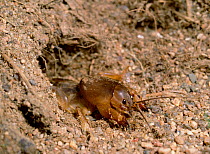 European mole cricket (Gryllotalpa gryllotalpa) at burrow entrance, Albufera Marsh, Mallorca, Spain, May