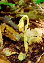 Yellow birds' nest / Dutchman's pipe (Hypopitys monotropa) growing under beech trees, Castle Calwell, County Fermanagh, Northern Ireland, UK, August