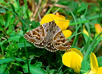 Mother shipton moth (Callistege mi) on vetch flowers, Monawilkin ASSI, County Fermanagh, Northern Ireland, UK
