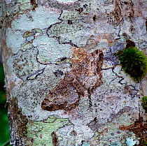 Mottled beauty moth (Alcis repandata) on tree bark, Killarney National Park, County Kerry, Ireland, March