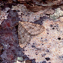 Mottled grey moth (Colostygia multistrigaria) resting on tree bark, Annagarriff Wood NNR, Peatlands, County Armagh, Northern Ireland, UK, April