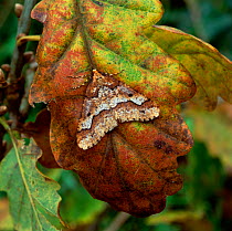 Mottled umber moth (Erannis defoliaria) on autumn leaf, Rehaghy Mountain, County Tyrone, Northern Ireland, UK September