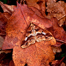 Mottled umber moth (Erannis defoliaria) on fallen leaves, Belvoir Park Forest, Belfast, County Down, Northern Ireland, UK, February