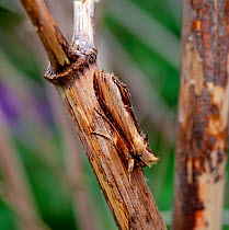 Mullein moth  (Cucullia verbasci)  resting on plant stem, camouflaged, Kent, UK, April