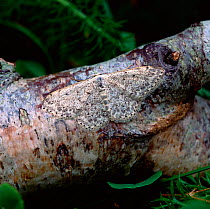Mullein wave moth (Scopula marginepunctata) resting on branch, Cranfield, County Down, Northern Ireland, UK, July