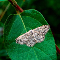 Mullein wave moth (Scopula marginepunctata) resting on leaf, Cranfield, County Down, Northern Ireland, UK, July