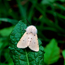 Muslin moth (Diaphora mendica) Annagarriff Wood NNR, Peatlands, County Armagh, Northern Ireland, UK, May