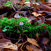 Fungi (Mycena metata) growing amongst leaf litter,  Annagarriff Wood NNR, Peatlands, County Armagh, Northern Ireland, UK, November