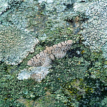 Netted pug moth (Eupithecia venosata venosata) camouflaged on lichen covered rock, Lighthouse Island, Copelands, County Down, Northern Ireland, UK, June