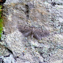 Netted pug moth (Eupithecia venosata) resting, camouflaged on rock, Burren National Park, County Clare, Republic of Ireland, May