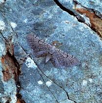 Netted pug moth (Eupithecia venosata) resting on rock, Burren National Park, County Clare, Republic of Ireland, May