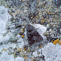 Northern deep-brown dart moth (Aporophyla lueneburgensis) camouflaged on rock, UK