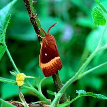 Northern eggar moth (Lasiocampa quercus callunae) Mullnakill NNR, Peatlands, County Armagh, Northern Ireland, UK, June
