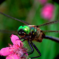Close up of Northern emerald dragonfly (Somatochlora arctica) resting on flower, Killarney National Park, County Kerry, Republic of Ireland, July