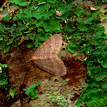 Northern winter moth (Operophtera fagata) on tree bark amongst liverwort, Brookeborough, County Fermanagh, Northern Ireland, UK, November