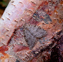 November moth (Epirrita dilutata) camouflaged on tree bark, Rostrevor Oakwood NNR, County Down, Northern Ireland, UK, September