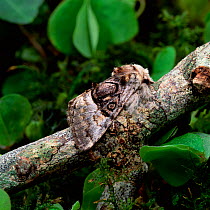 Nut-tree tussock moth (Colocasia coryli) resting on branch, UK _