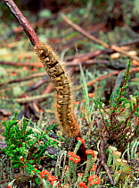 Caterpillar larva of Oak / Northern eggar moth (Lasiocampa quercus)  Annagarriff Wood NNR, Peatlands, County Armagh, Northern Ireland, UK