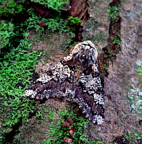 Oak beauty moth (Biston strataria) resting on tree bark, Argory Moss, County Armagh, Northern Ireland, UK, March