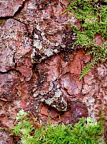 Two Oak beauty moths (Biston strataria) resting camouflaged on tree bark,  Northern Ireland, UK, March