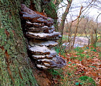 Oak bracket fungus (Inonotus dryadeus) growing on tree trunk, Deerpark NNR, County Antrim, Northern Ireland, UK, January