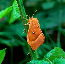Oak eggar moth (Lasiocampa quercus callunae) resting on plant stem, Northern Ireland, UK