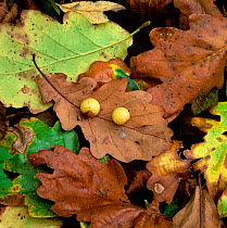 Oak galls made by the Oak gall wasp (Cynops divisa) on fallen oak leaves, Clare Glen, County Armagh, Northern Ireland, UK