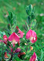 Restharrow (Ononis repens) flowering, Killard Point NNR, Strangford, County Down, Northern Ireland, UK, July