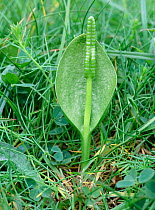 Adders tongue fern (Ophioglossum vulgatum)  Killard Point NNR, Strangford, County Down, Northern Ireland, UK, May
