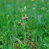 Woodcock orchid (Ophrys scolopax) in flower, Bugarach, France, May