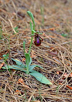 Mirror orchid (Ophrys speculum) flowering in pine woods, Albufera, Mallorca, Balearic Islands, Spain, April