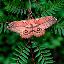 Emperor gum moth (Opodpthera eucalypti)  Southern Australia, June